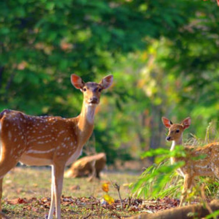 dhikala-image-gallery-3